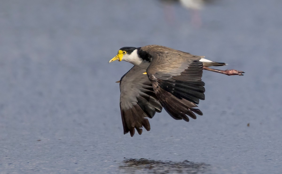 Masked Lapwing - ML644201105