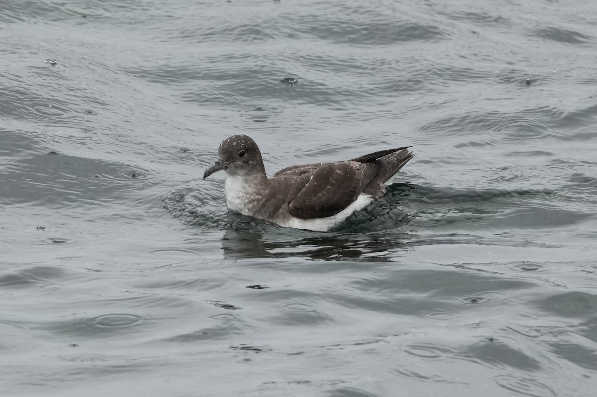 Fluttering Shearwater - ML644201106