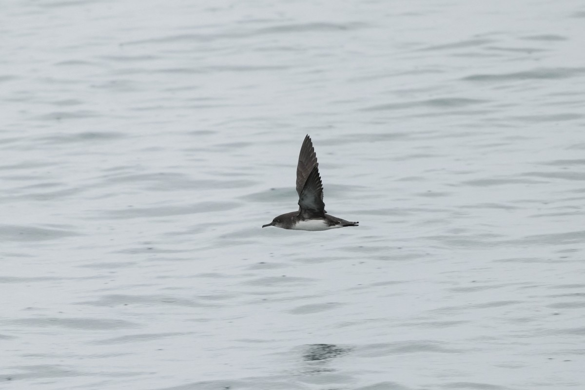 Hutton's Shearwater - ML644201107