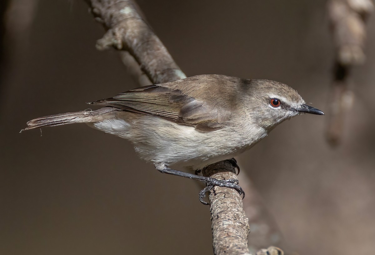 Mangrove Gerygone - ML644201124