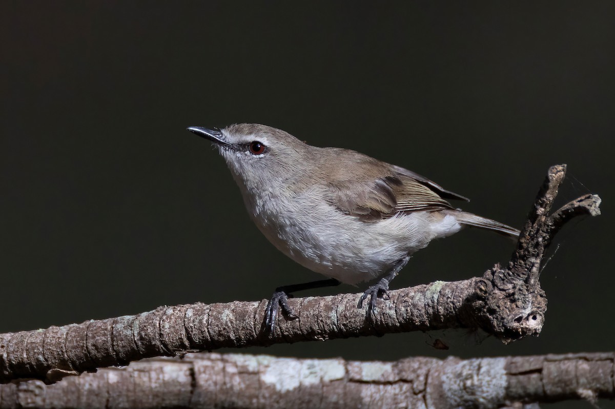 Mangrove Gerygone - ML644201125