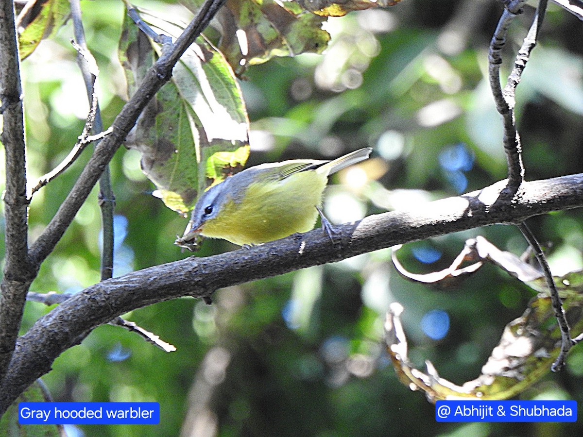 Gray-hooded Warbler - ML644201128