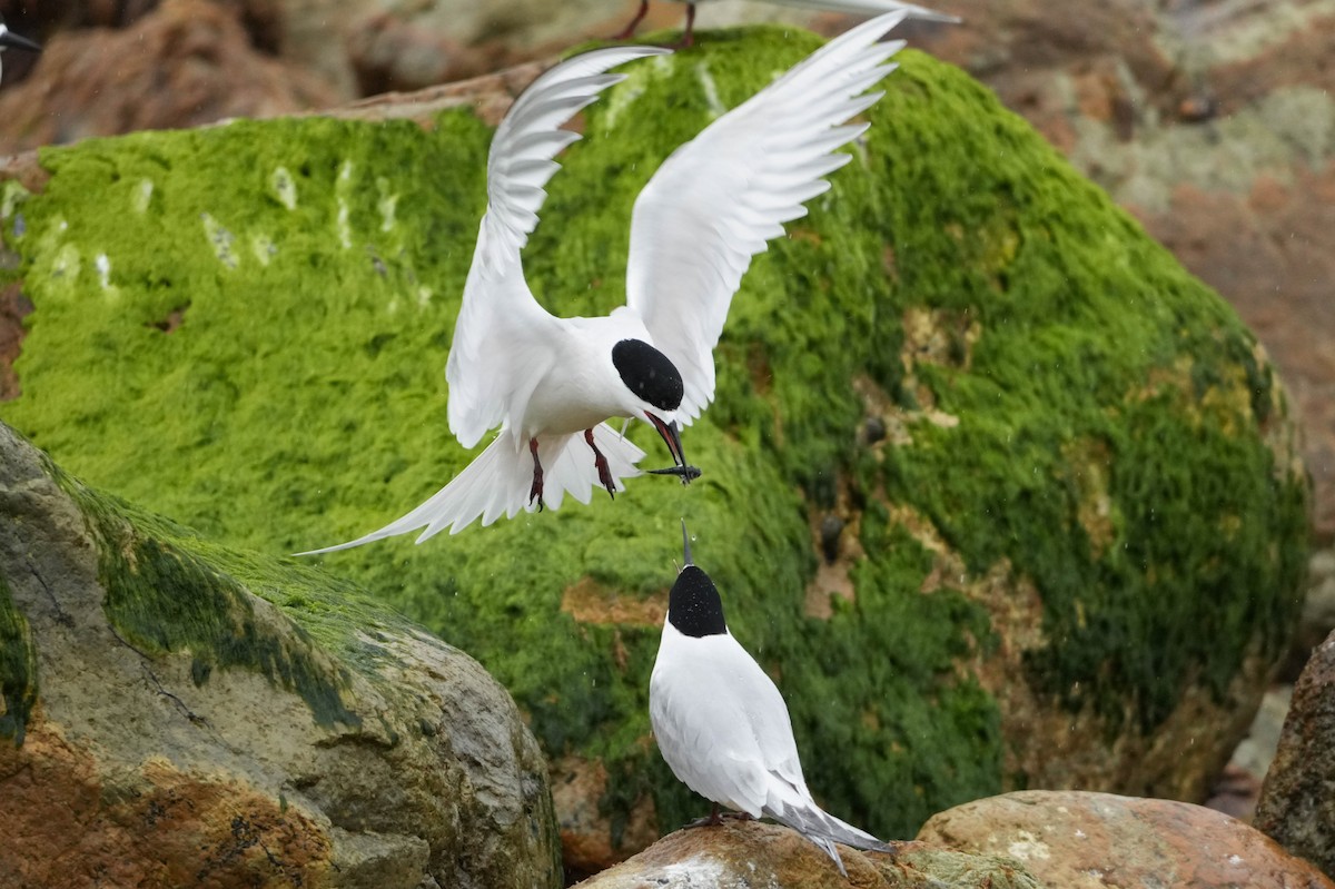 White-fronted Tern - ML644201130