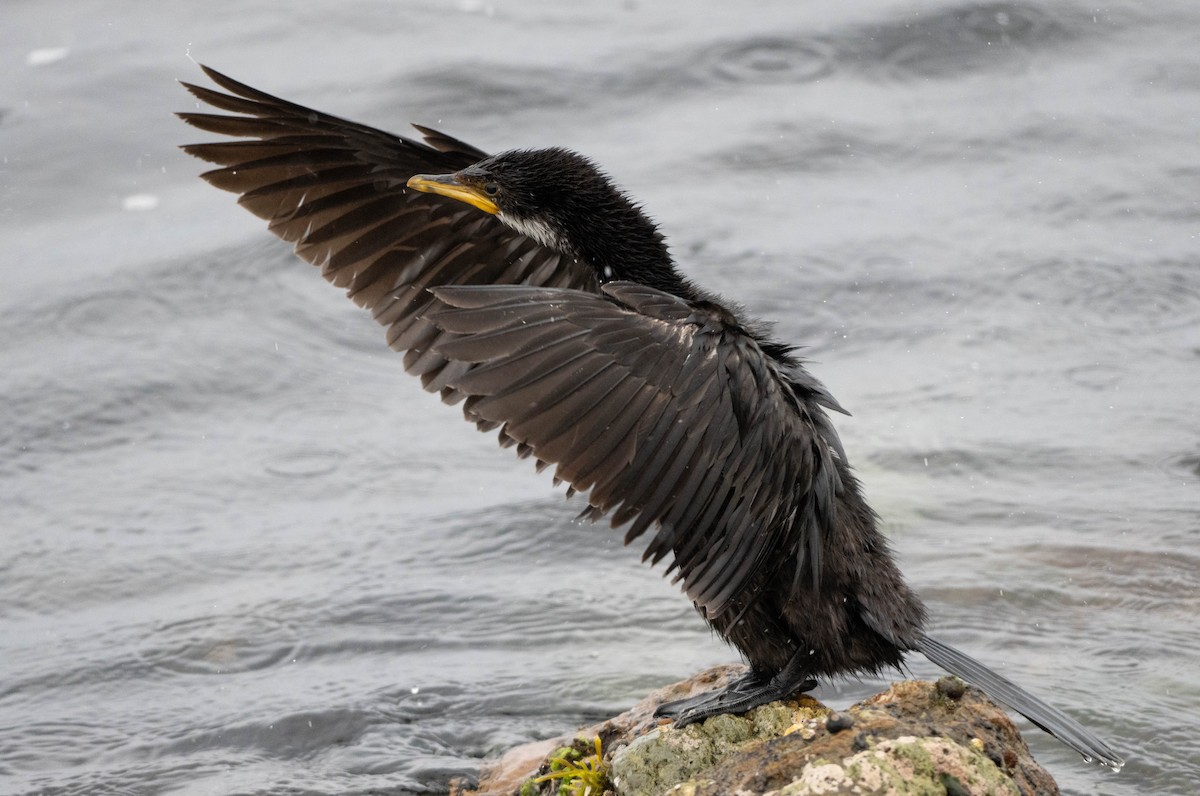 Little Pied Cormorant - ML644201134