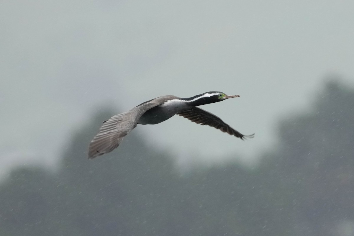 Spotted Shag - ML644201137