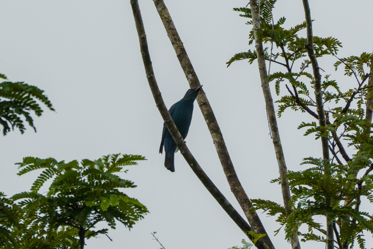 Asian Fairy-bluebird - ML644201150