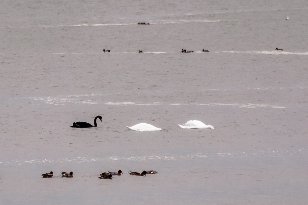 Black Swan - ML644201173