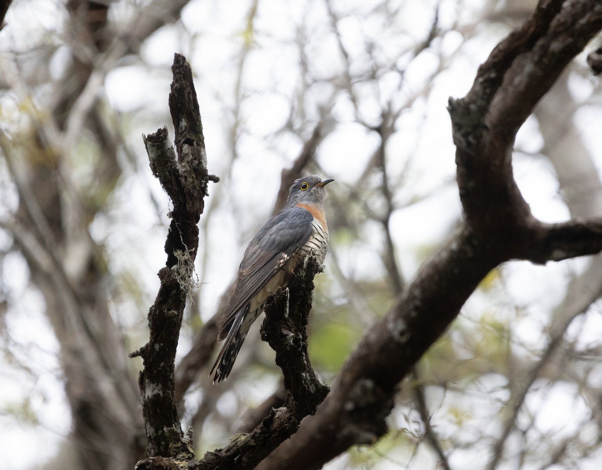 チャムネカッコウ - ML644201175