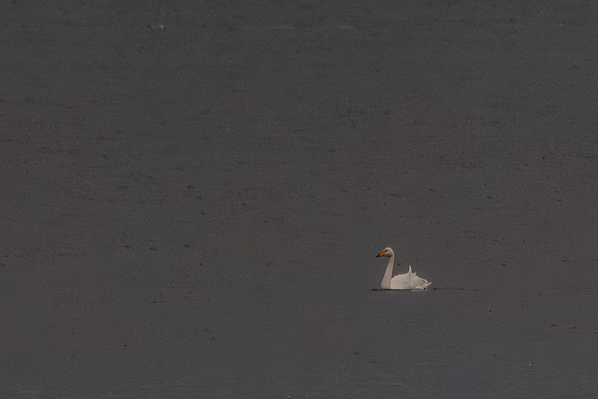 Whooper Swan - ML644201176