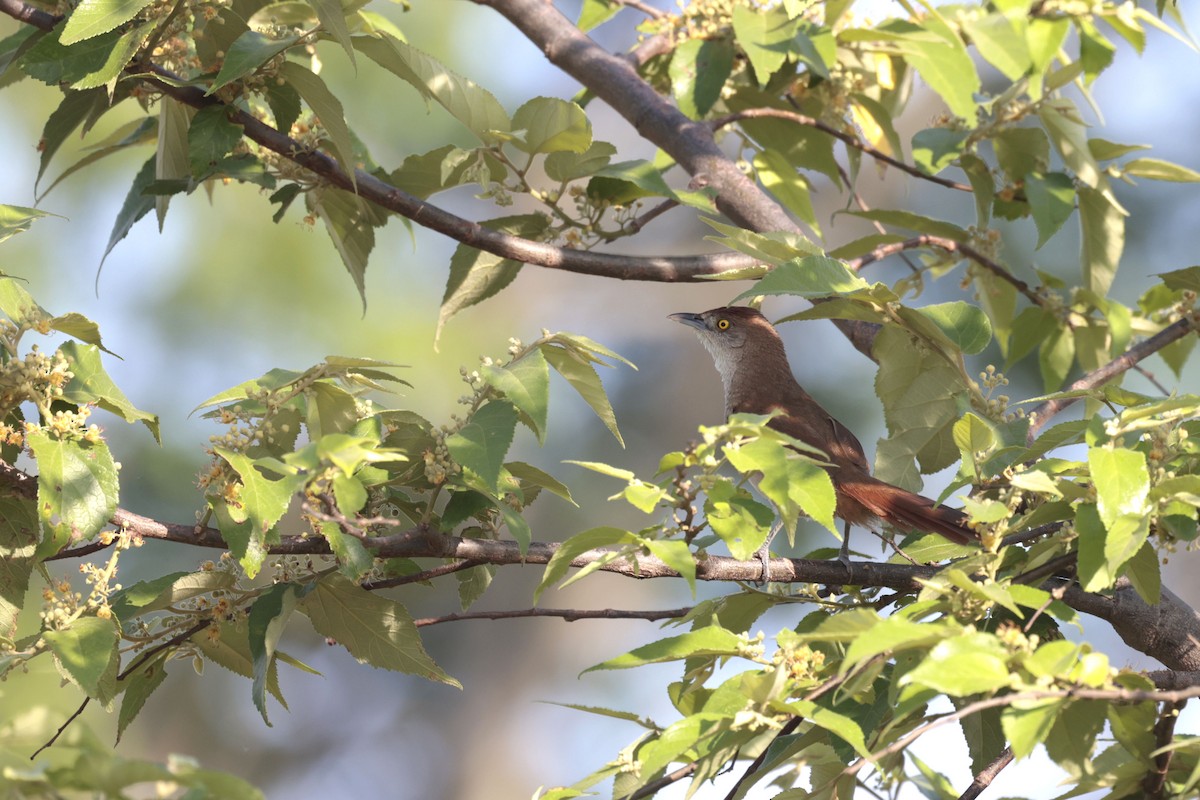 Greater Thornbird - ML644201177