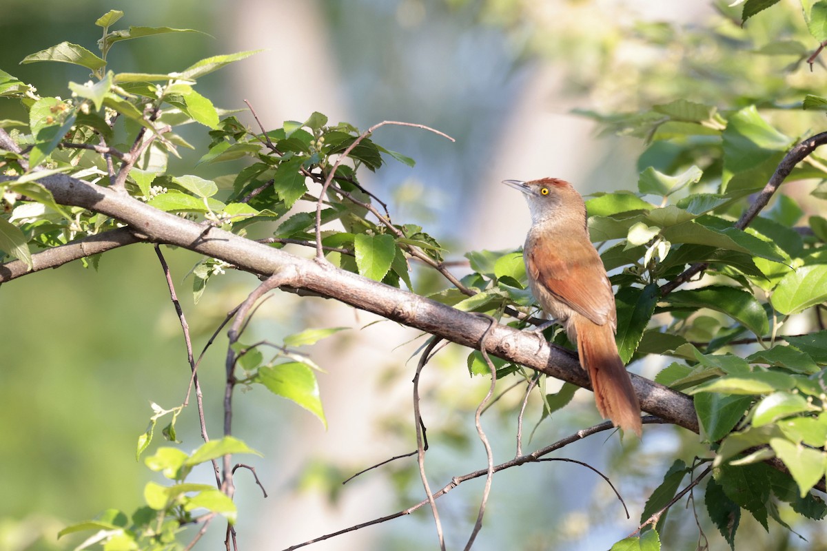 Greater Thornbird - ML644201178