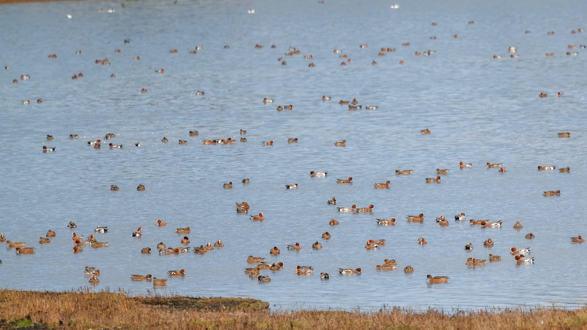 Eurasian Wigeon - ML644201179