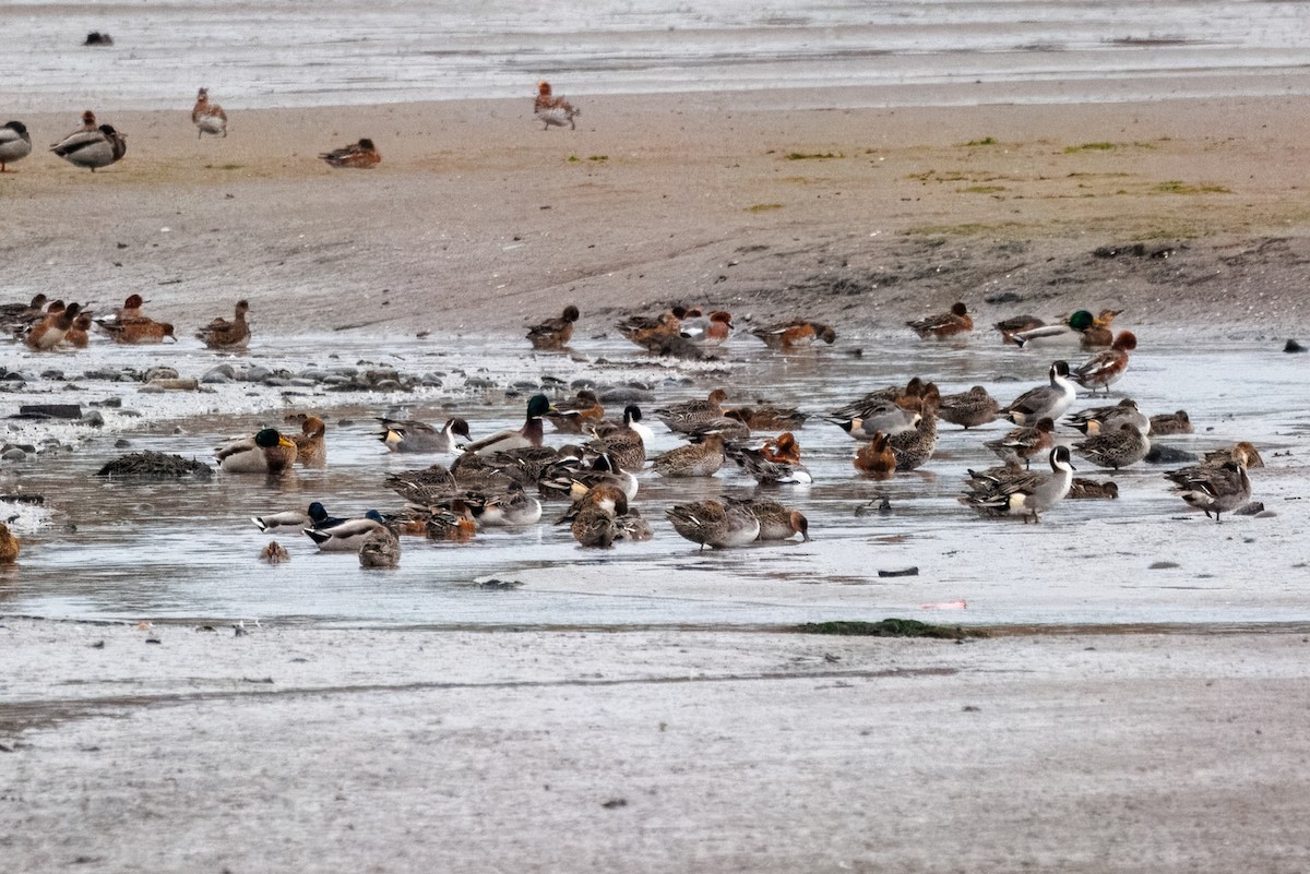Northern Pintail - ML644201182