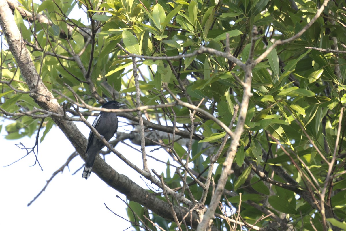 White-winged Becard - ML644201183