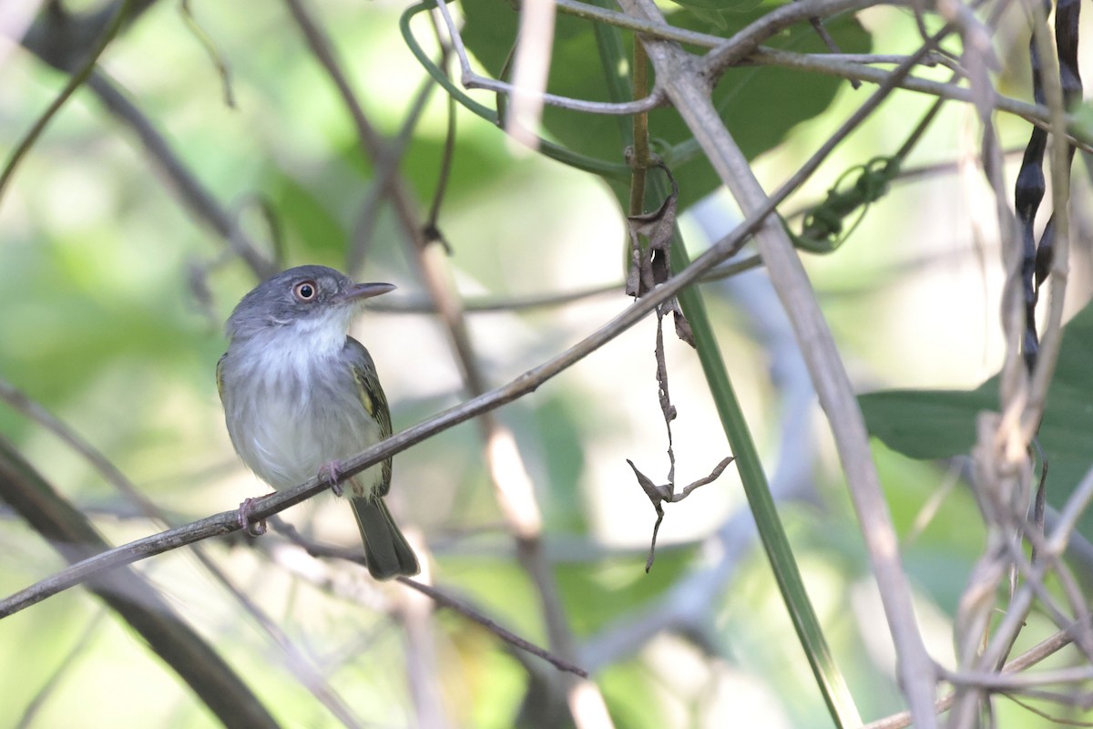 Titirijí Perlado - ML644201186