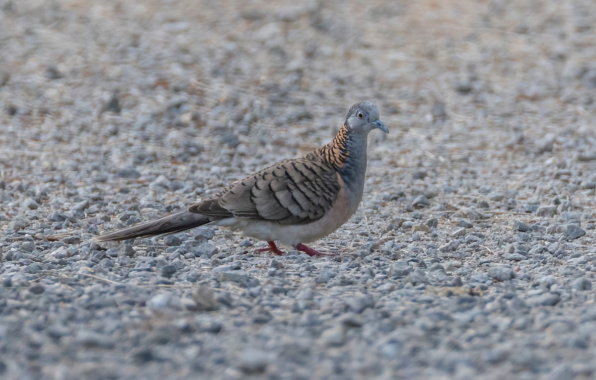 Bar-shouldered Dove - ML644201191