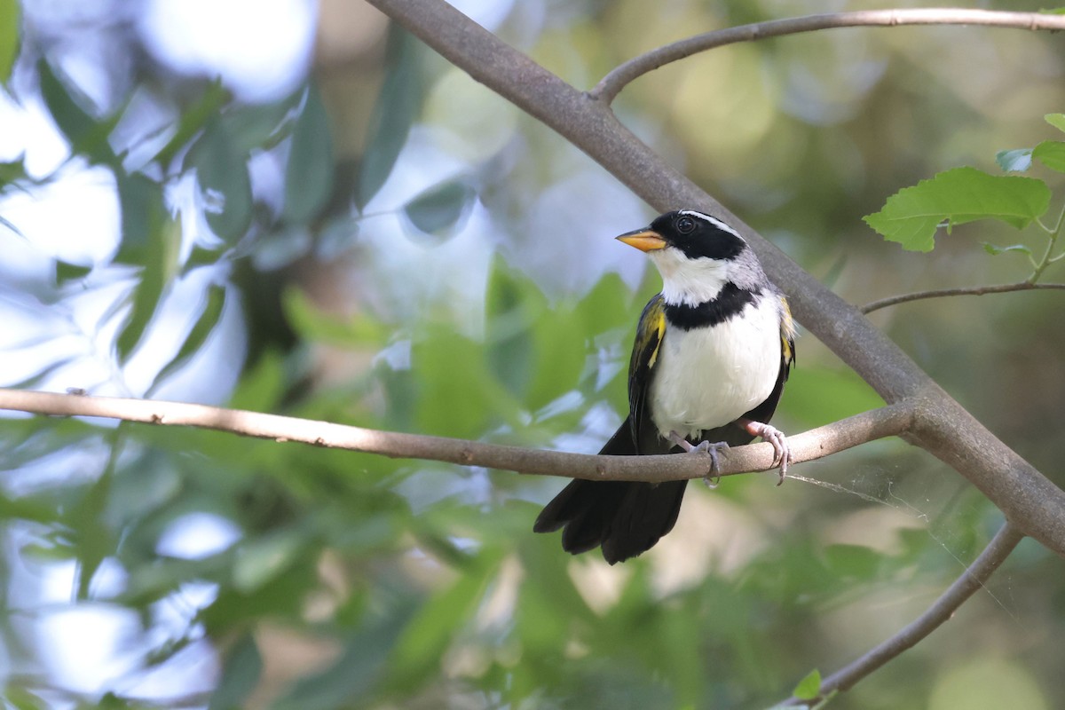 Saffron-billed Sparrow (Gray-backed) - ML644201192