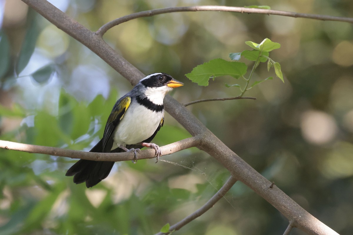 Saffron-billed Sparrow (Gray-backed) - ML644201193