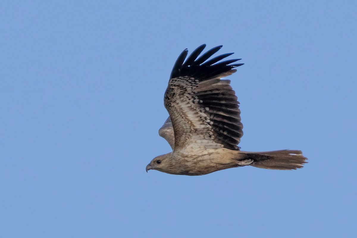 Whistling Kite - ML644201196