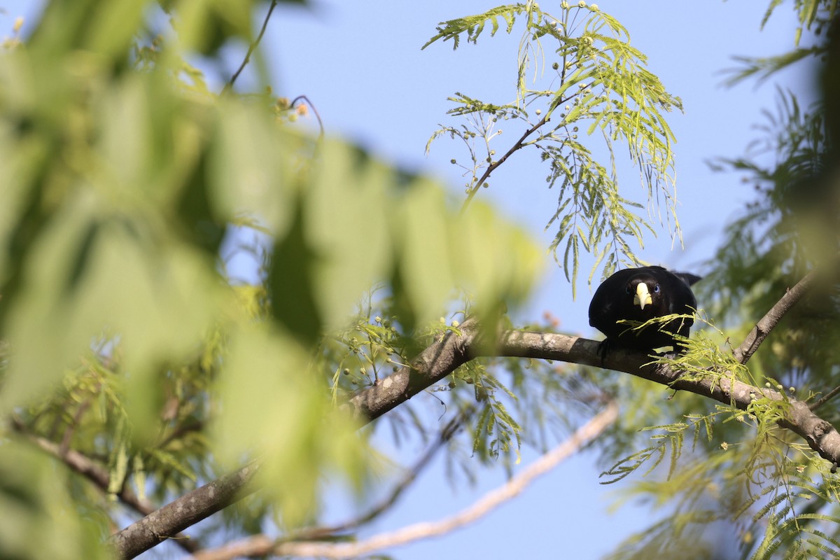 Red-rumped Cacique - ML644201198