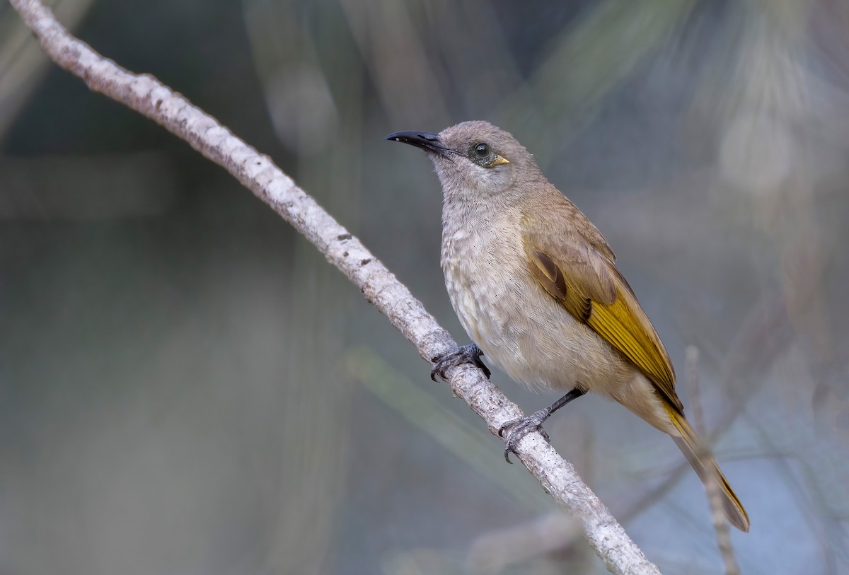 Brown Honeyeater - ML644201199