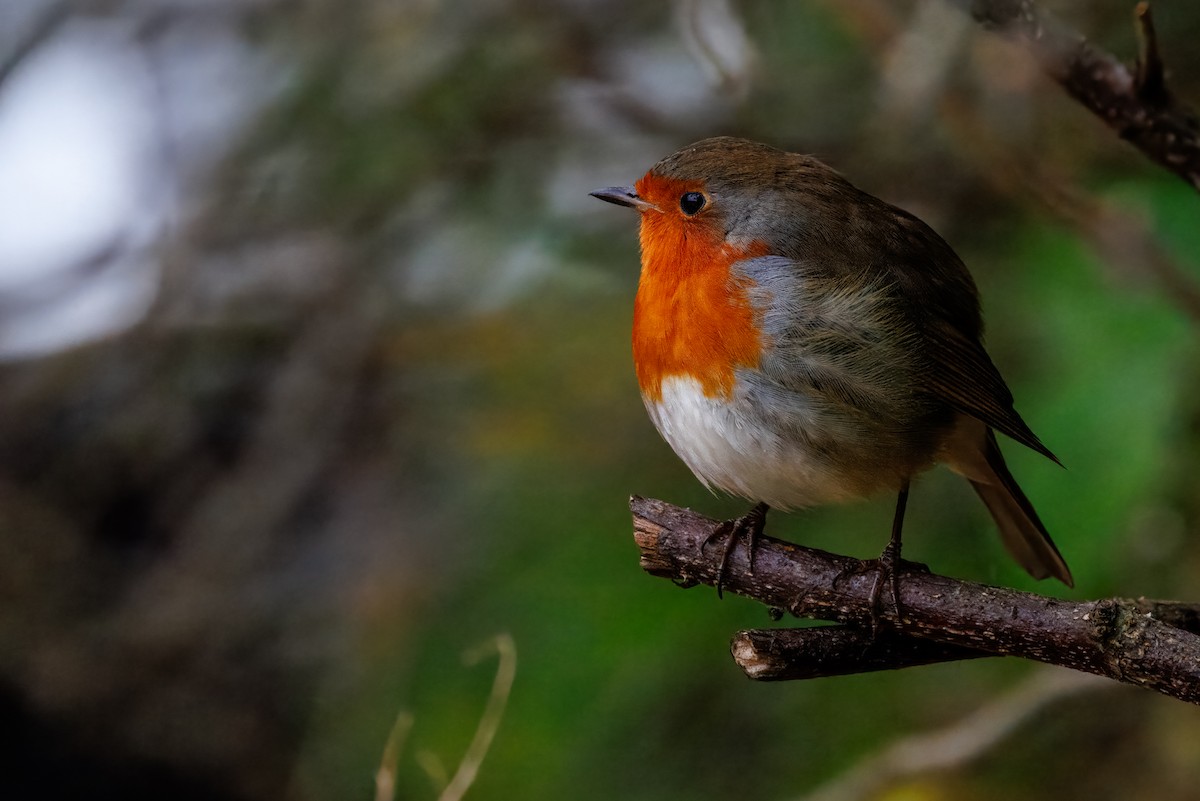 European Robin - ML644201200