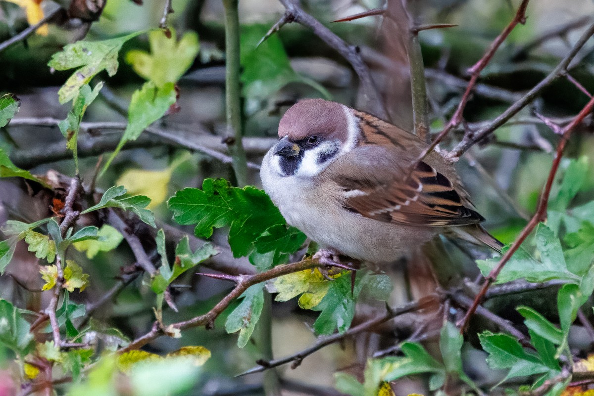 Eurasian Tree Sparrow - ML644201202