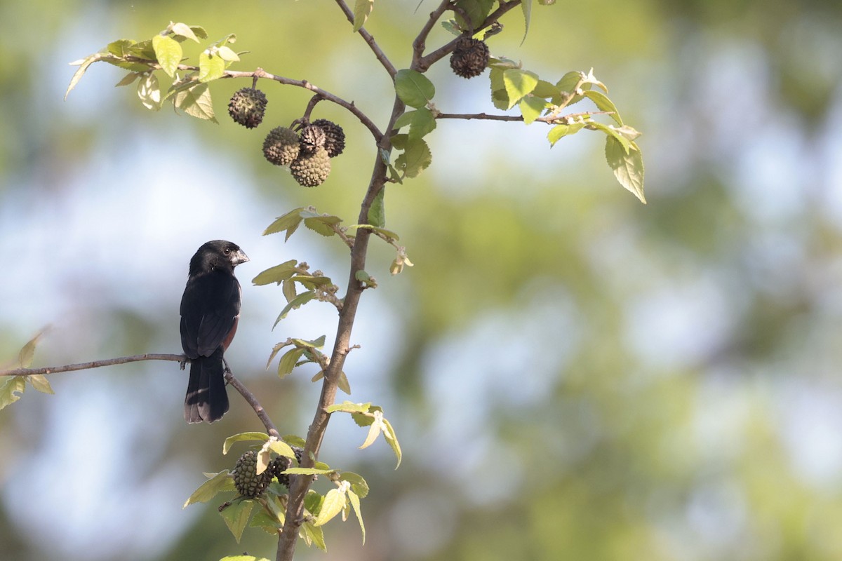 Chestnut-bellied Seed-Finch - ML644201203