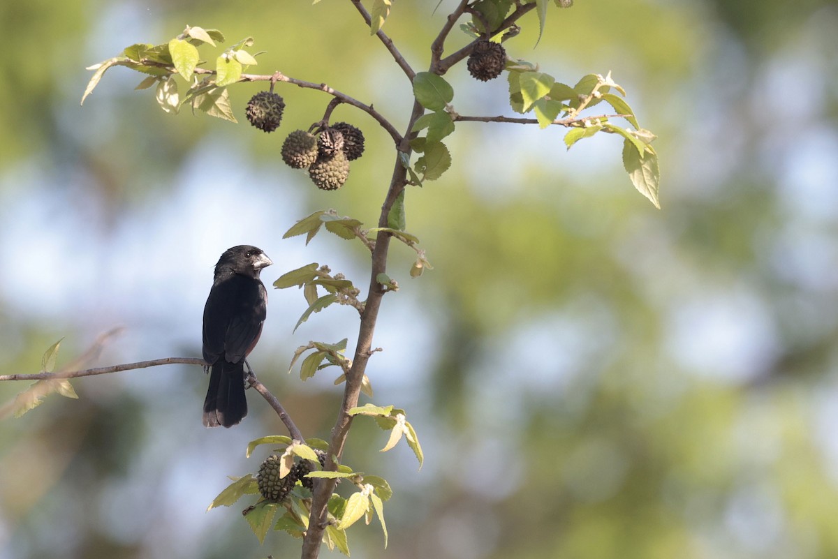 Chestnut-bellied Seed-Finch - ML644201204