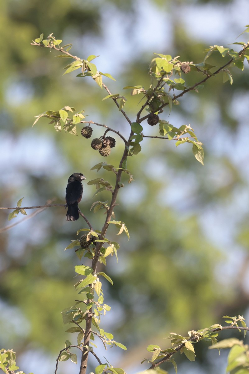 Chestnut-bellied Seed-Finch - ML644201205