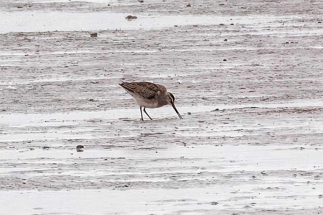 Long-billed Dowitcher - ML644201207