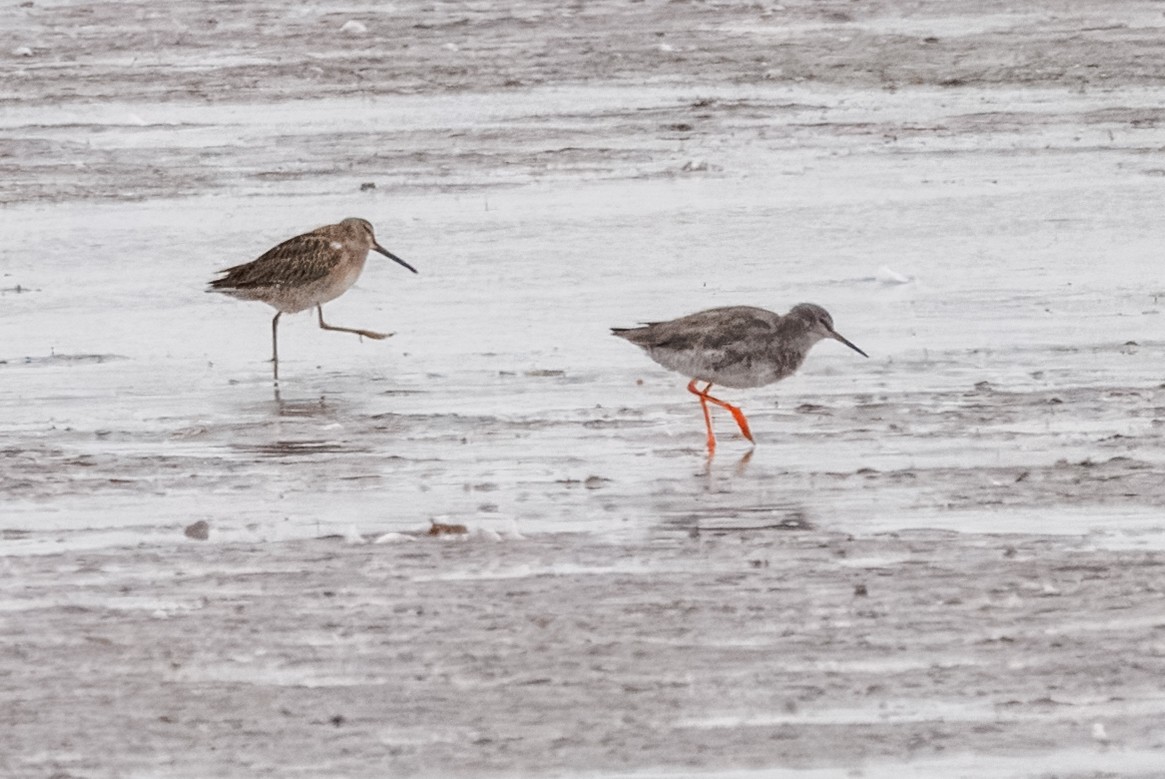 Long-billed Dowitcher - ML644201208
