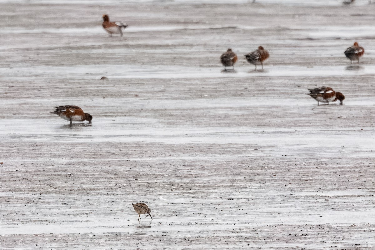 Long-billed Dowitcher - ML644201209
