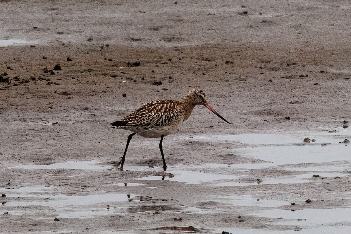 Bar-tailed Godwit - ML644201223