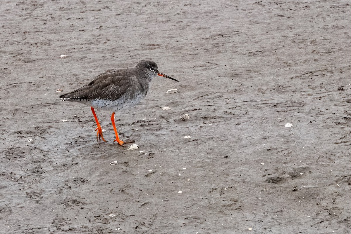 Common Redshank - ML644201225