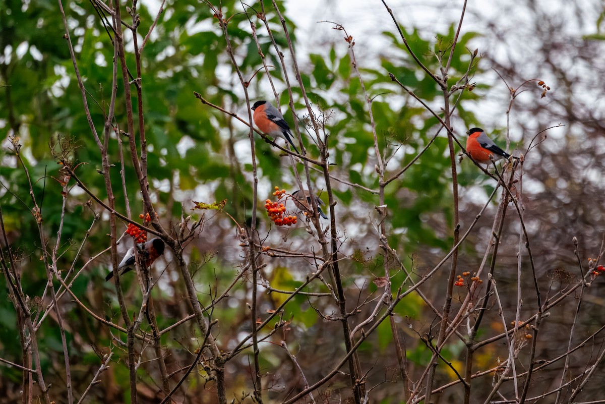 Eurasian Bullfinch - ML644201229