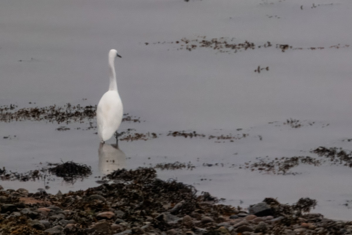 Little Egret - ML644201230