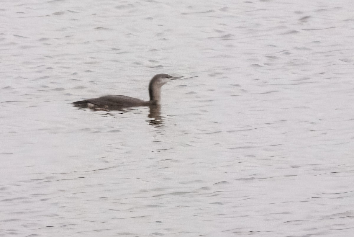 Red-throated Loon - ML644201233
