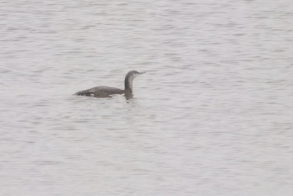 Red-throated Loon - ML644201234