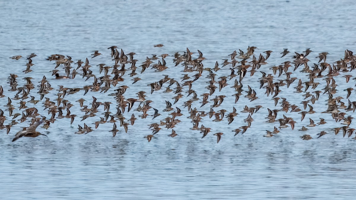 Dunlin - ML644201239