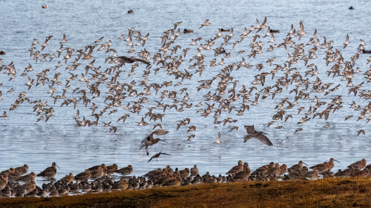 Dunlin - ML644201240