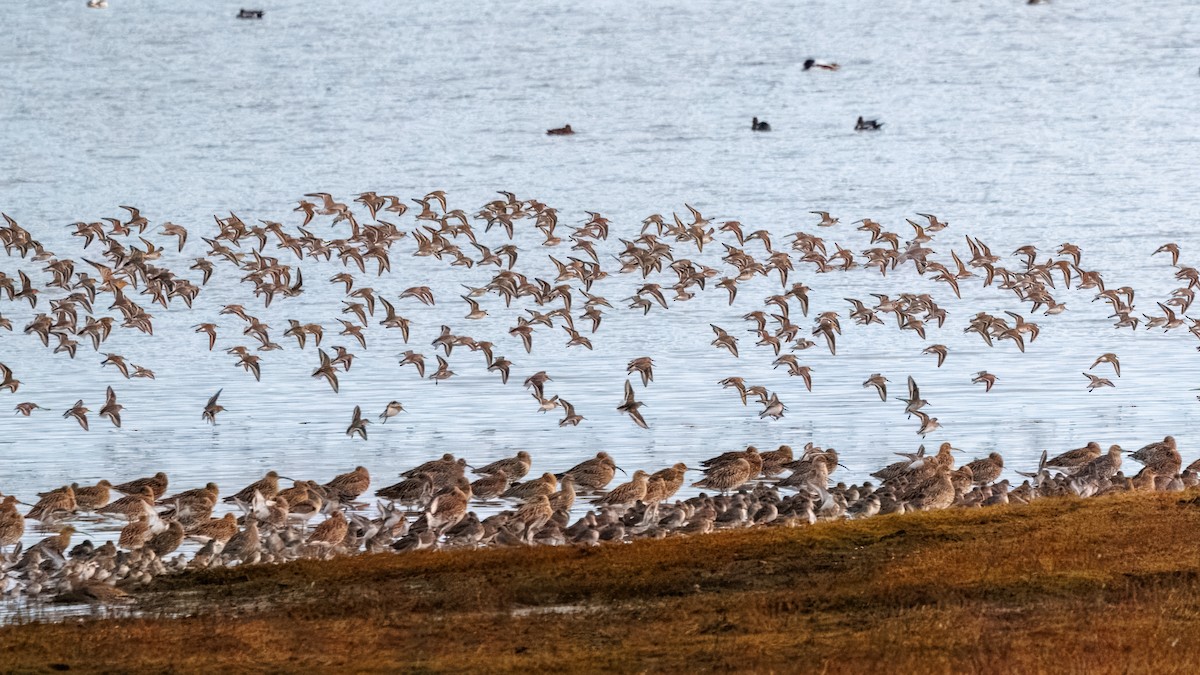 Dunlin - ML644201241