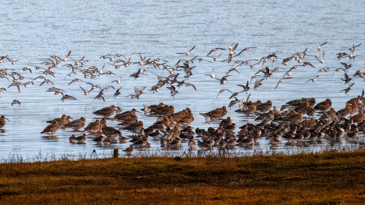 Dunlin - ML644201242