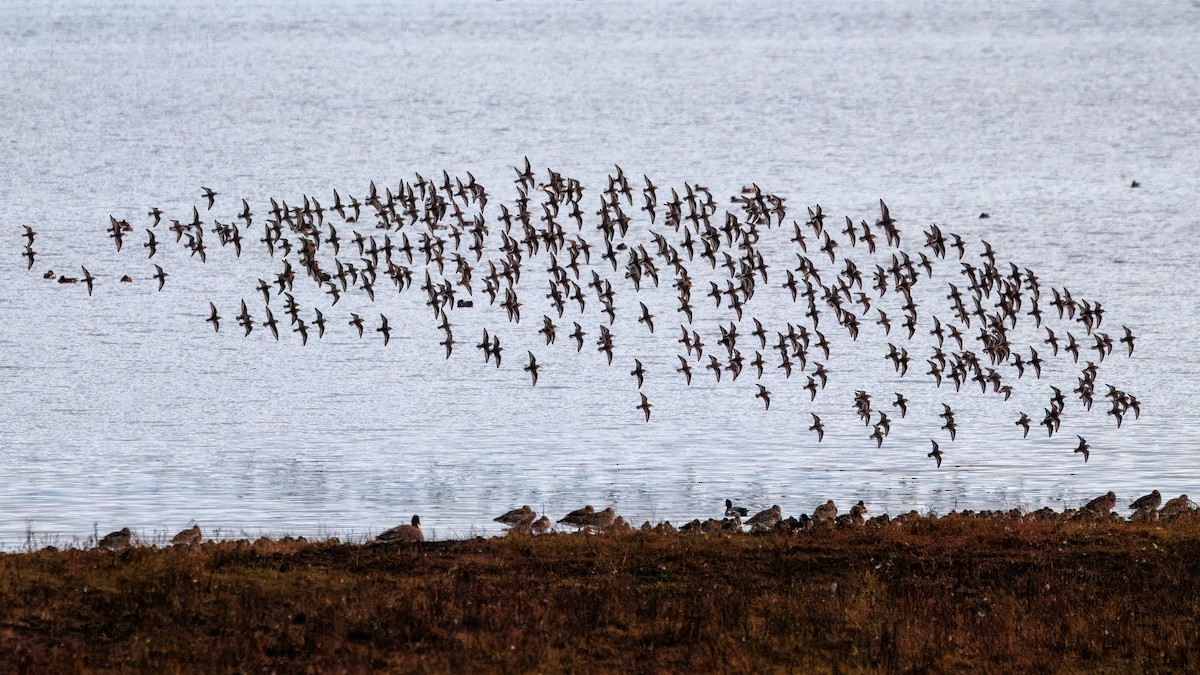 Dunlin - ML644201243