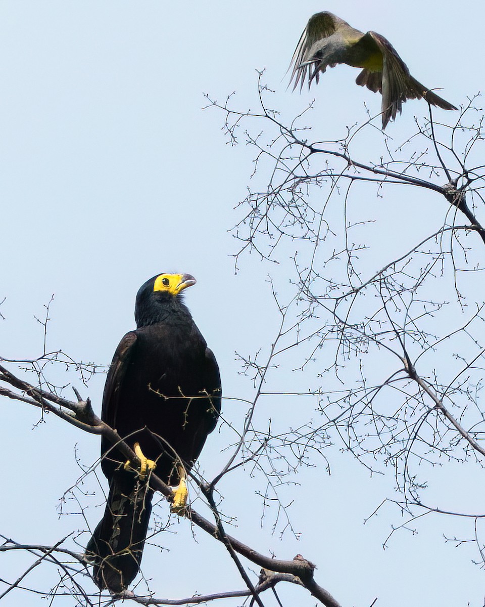 Siyah Karakara - ML644201255