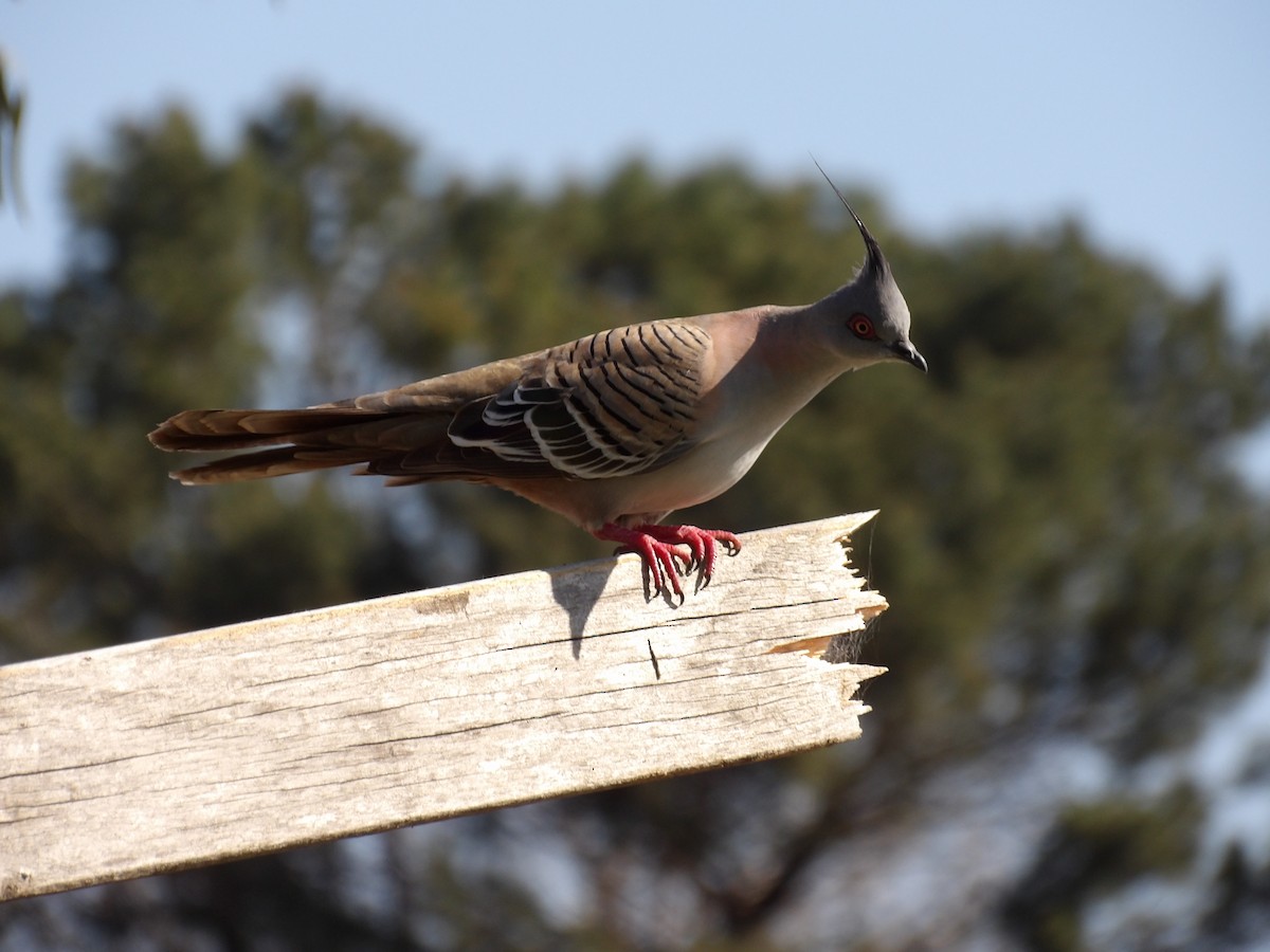 Spitzschopftaube - ML644201266