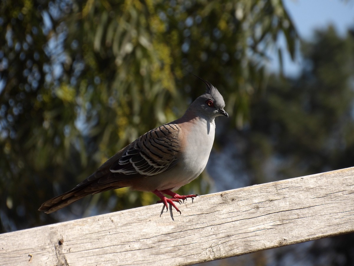 Spitzschopftaube - ML644201267