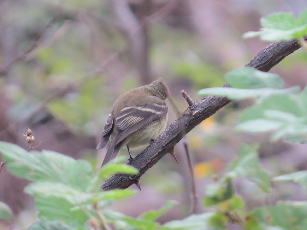 Hammond's Flycatcher - ML644201268