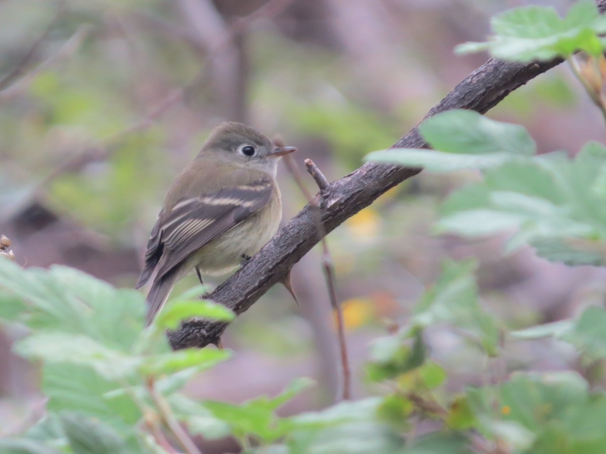 Hammond's Flycatcher - ML644201269