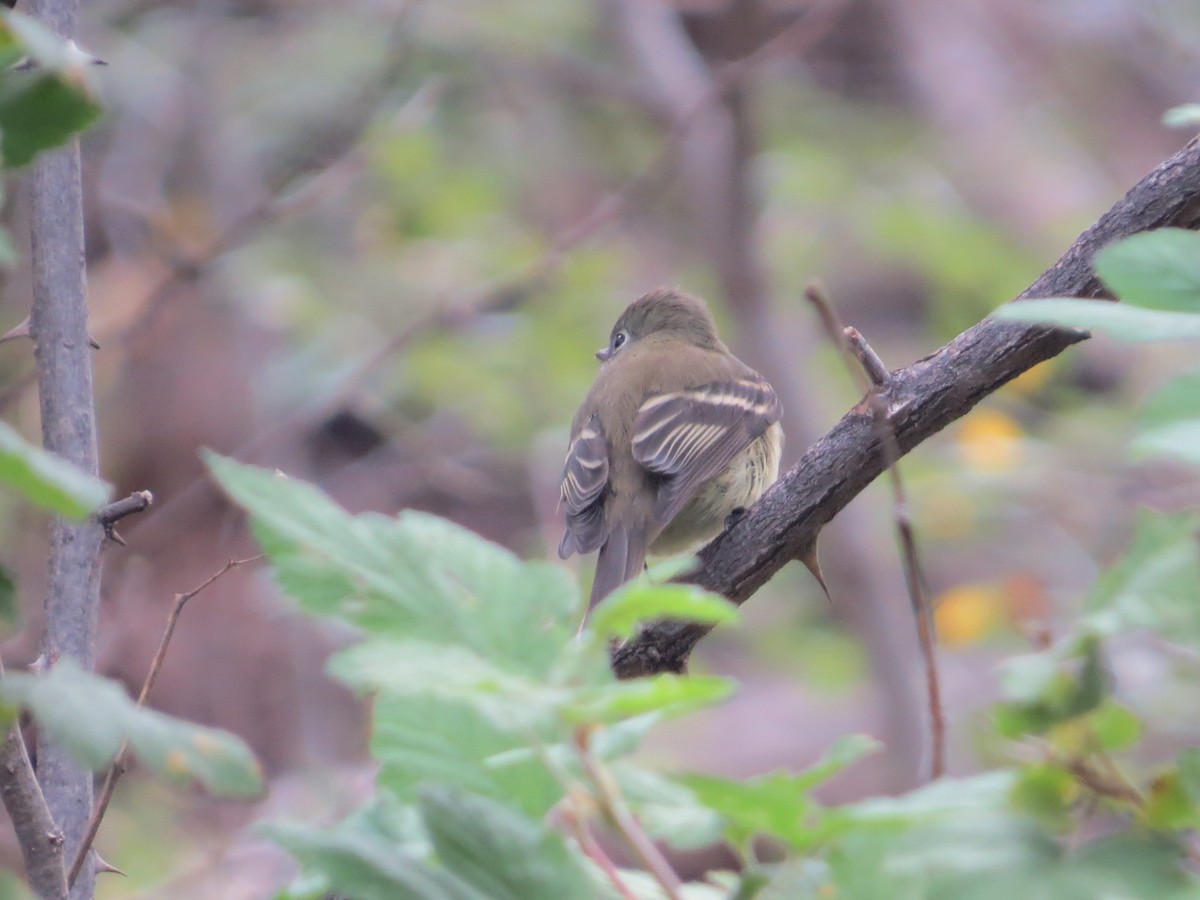 Hammond's Flycatcher - ML644201270